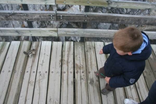 sulphur mountain chipmunk, chipmunk banff, banff with a toddler, banff with toddlers