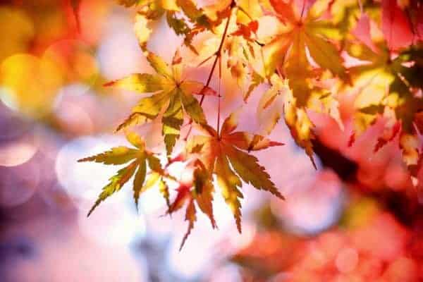 Autumn maple leaves