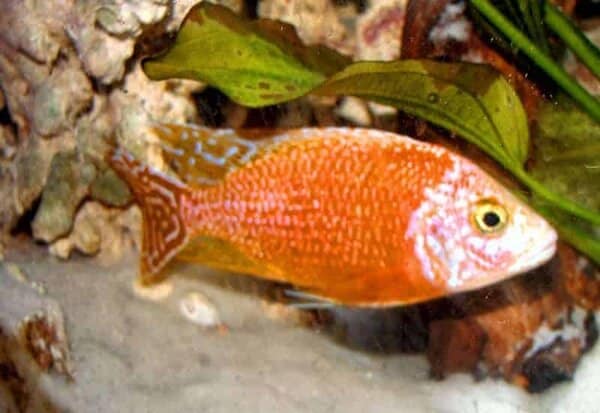 Tangerine Peacock African Cichlid (3-4 Inches)