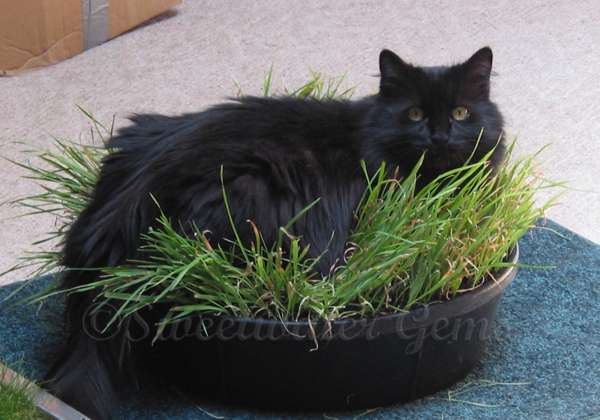 Cat Toys Cat grass box indoor garden pet home decor