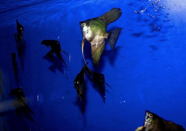 Black Smokey Angelfish