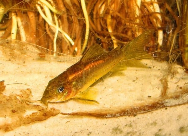 Laser Red Cory Catfish