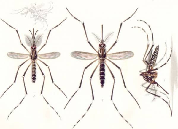 Caribbean mosquito virus