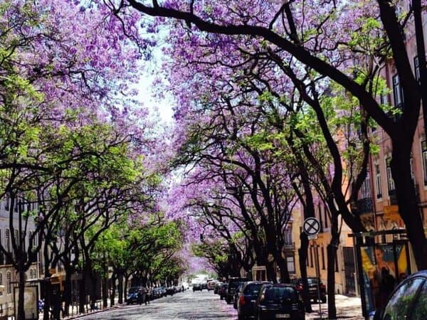 the 10 Most Beautiful Lisbon Streets: Picture Perfect