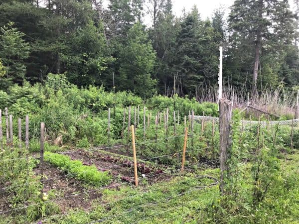 Viamede Resort's Vegetable Garden