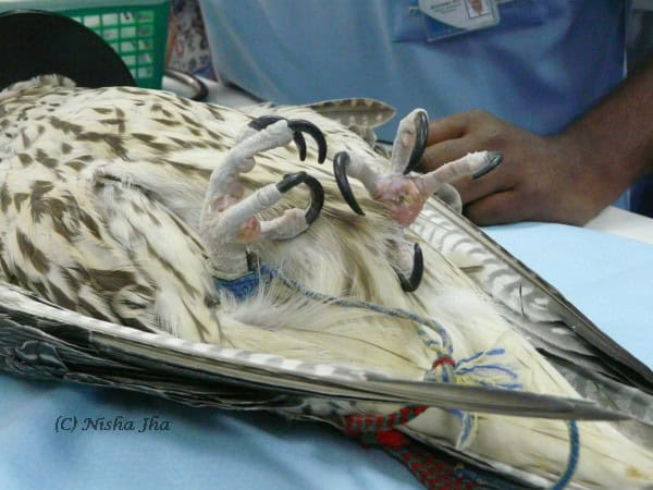 abu dhabi falcon hospital @lemonicks.com