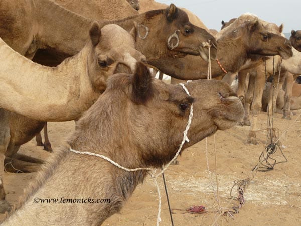 Pushkar camel fair @lemonicks.com