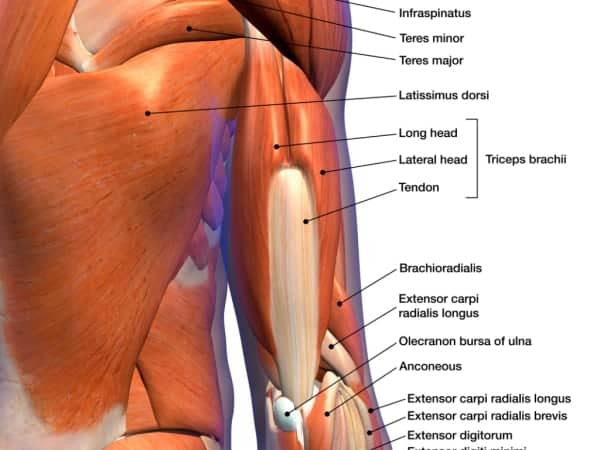 Trizeps Anatomie