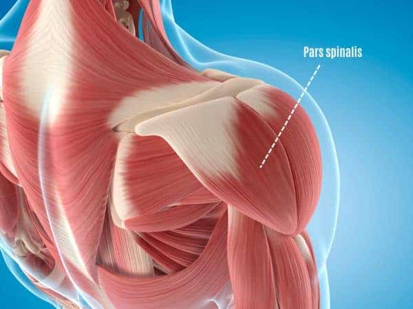 Deltoideus pars spinalis hinterer Schultermuskel