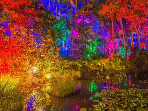 Brisbane gardens become an enchanted forest of lights and colors for christmas.