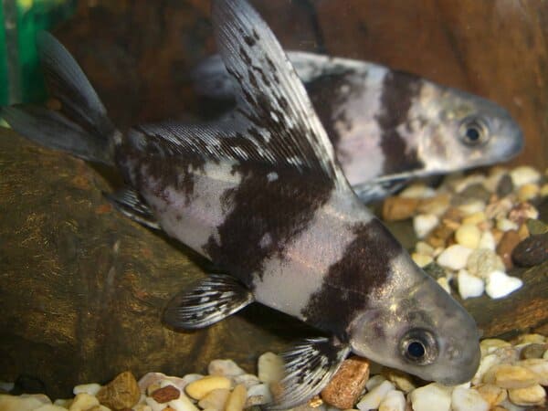 High Fin Banded Shark (3 inches)