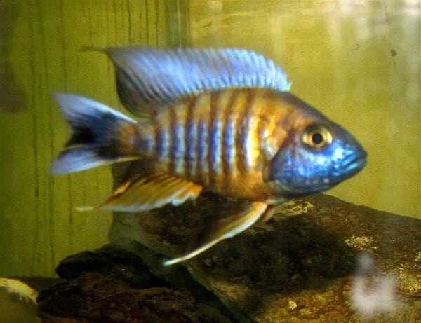 Eureka Peacock African Cichlid (3-4 Inches)