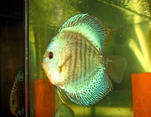 High Finned Emerald Scorpion Discus (2 Inches)