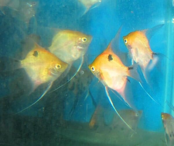 Koi Angelfish - AAA Grade