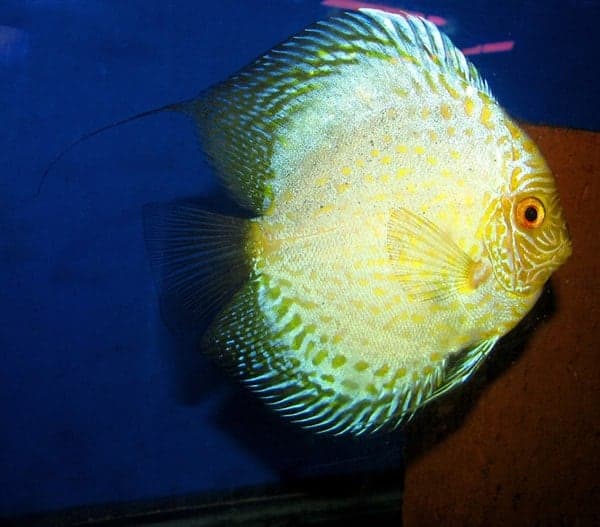 Yellow Crystal Leopard Discus