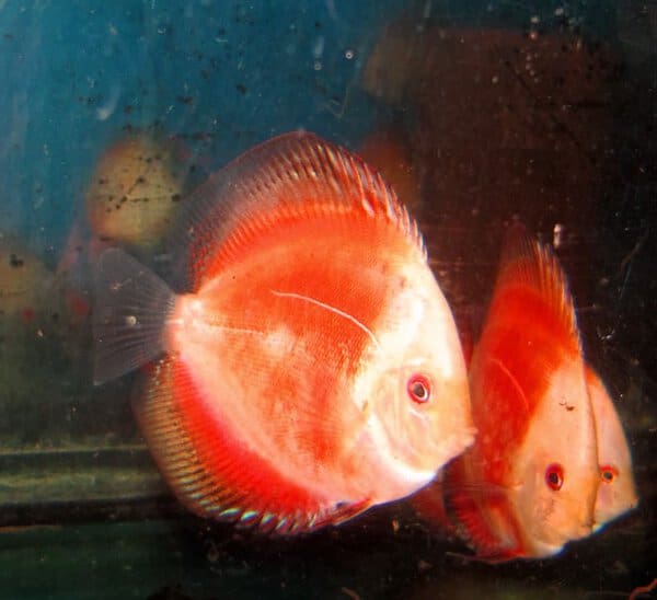 White Face Cherry Dragon Discus