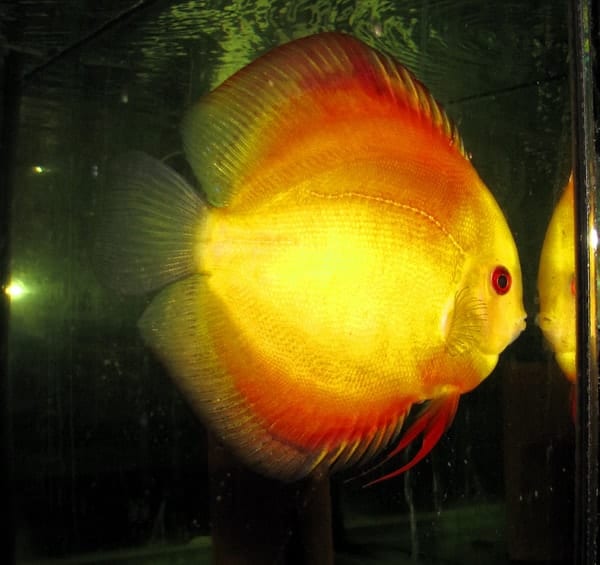 Gold Melon Discus (2 Inches)
