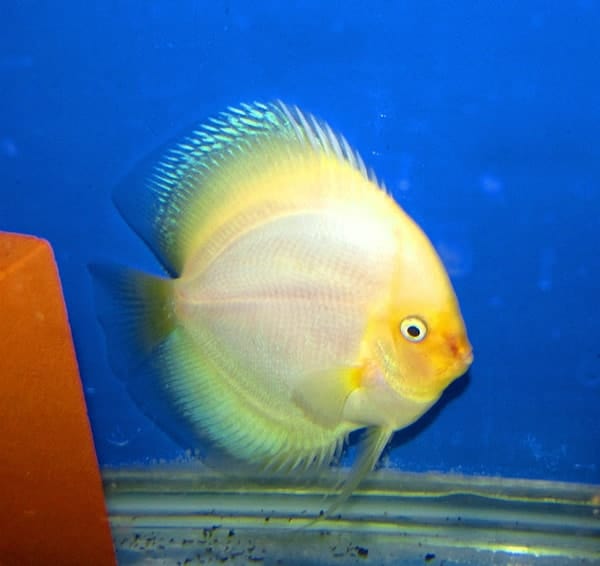 Giant Halo White Diamond Discus
