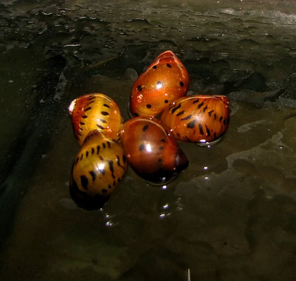Jumbo Tiger Aquarium Snail