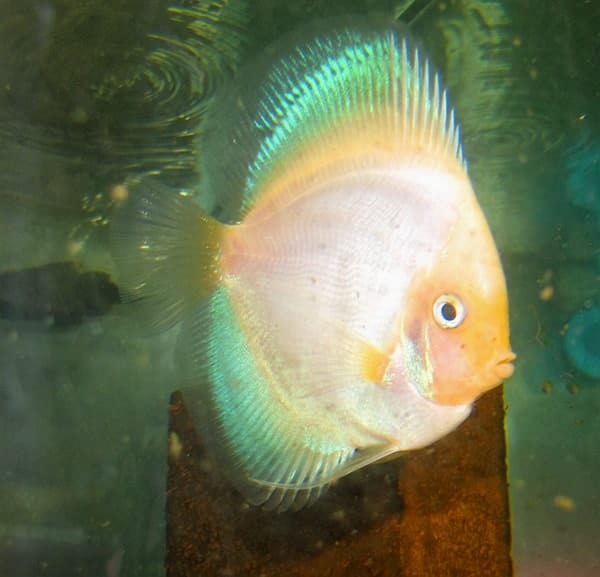 Mother Of Pearl Discus (2 Inches)