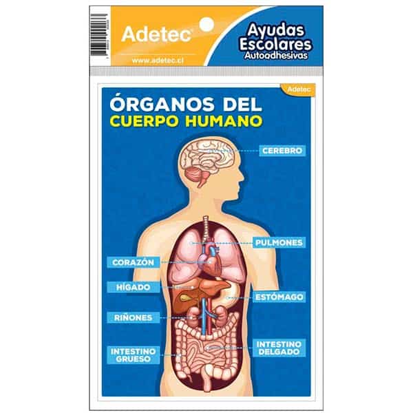 AUTOADHESIVO CUERPO HUMANO  19X13CM 1 HOJA ADETEC