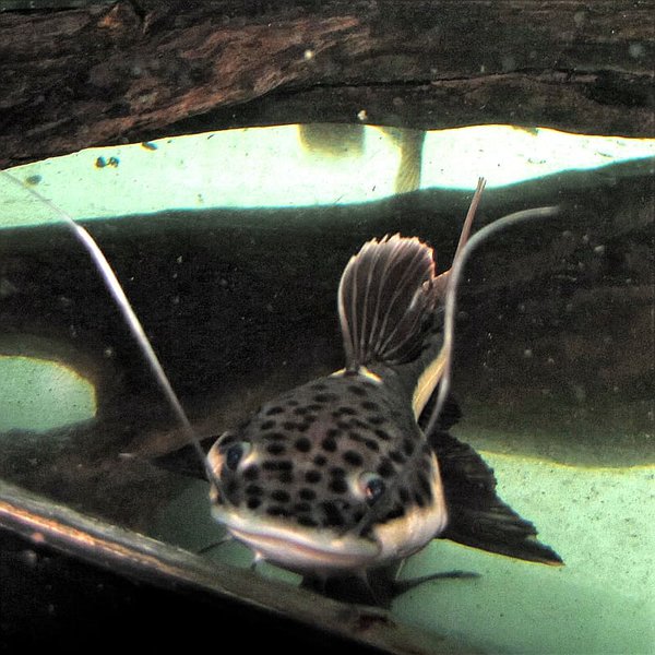 Spotted Red Tail Catfish