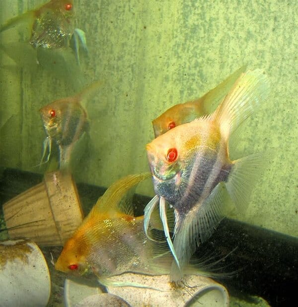 Albino Altum Angelfish
