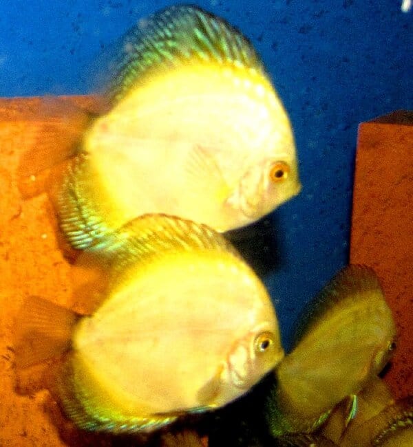 Yellow Faced Marlboro Discus