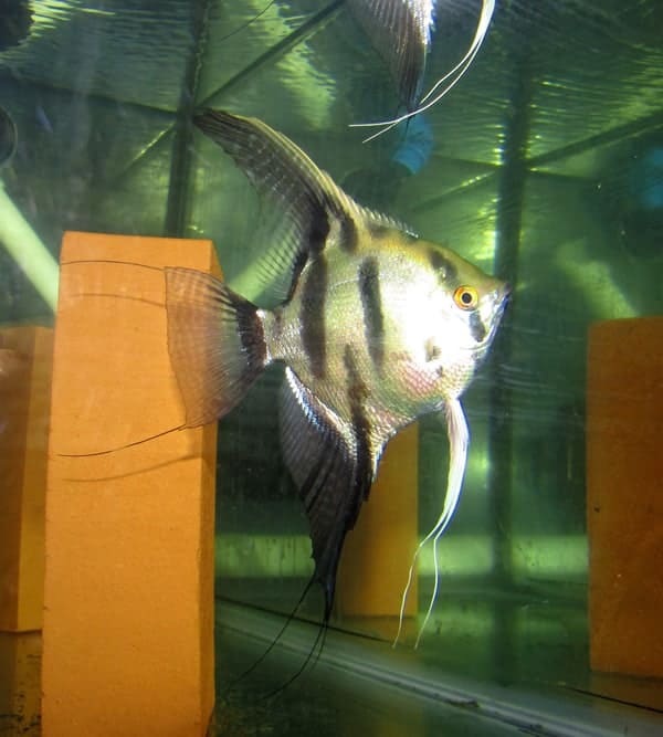 Gold Warrior Angelfish
