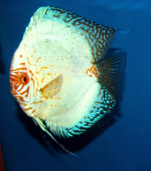 Giant Cerulian White Imperial Discus
