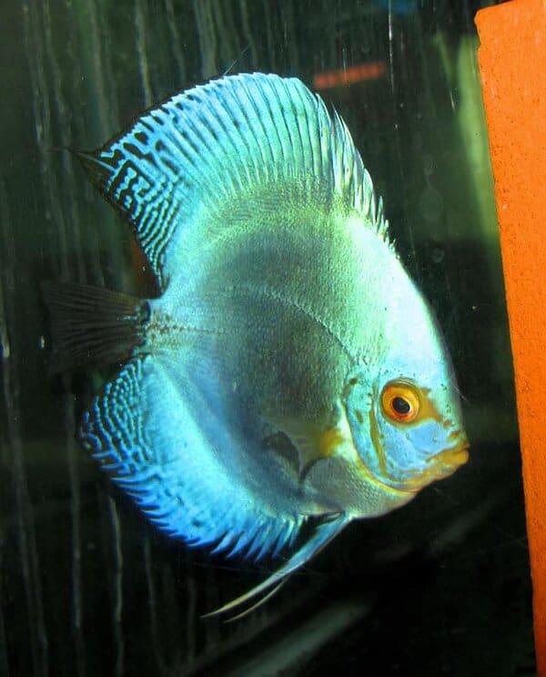 Violet Diamond Discus (2 Inches)