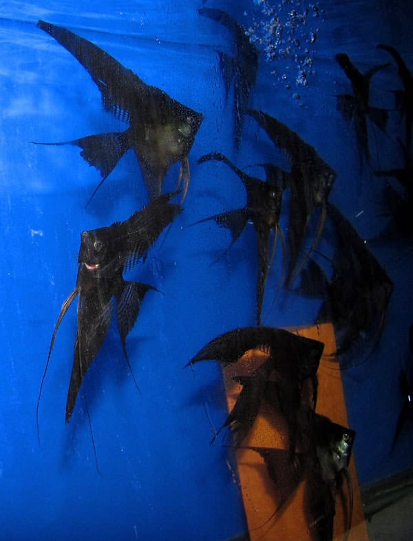 Double Dark Veil Angelfish