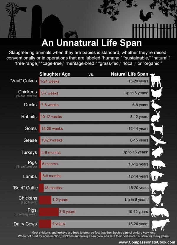 farm animals lifespan אינפוגרפיקה שמתארת את התוחלת החיים של "חיות משק" שונות לעומת משך חייהן בתעשיית המזון בימינו