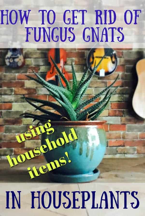 to get rid of fungus gnats in houseplants