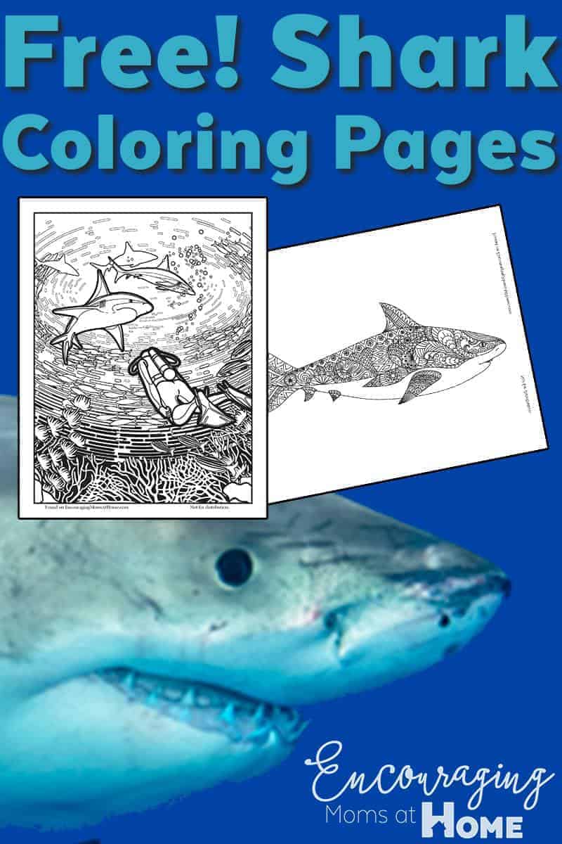 Shark Coloring Pages - Free printable shark coloring pages 