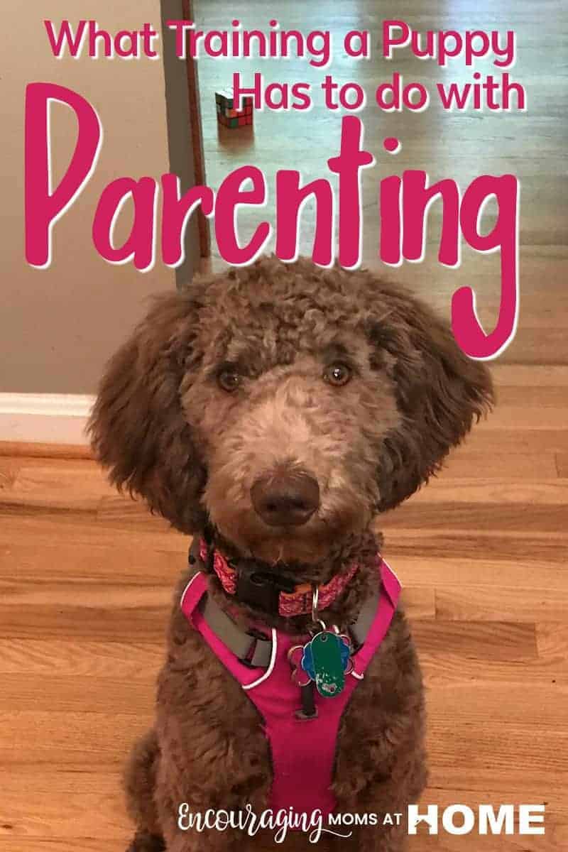 Parenting is hard. Especially when you realize you are in situation where you wish your children had gotten a little more training before that very moment? Just like training a puppy, it is a place where improvement is needed but can be a good place to be. Take a look at this article and find out how growth can happen and can change your family for the better.