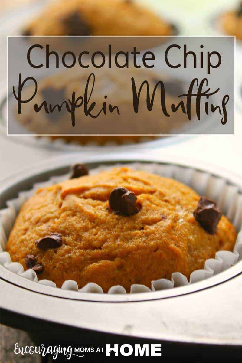 Do you love pumpkin treats with a touch of chocolate? These Chocolate Chip Pumpkin Muffins are incredibly moist and packed with a ton of pumpkin flavor, spice, and rich chocolate chips. They are a no-fail recipe that is sure to be a fall favorite!