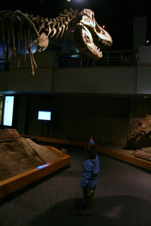 drumheller museum, drumheller alberta, drumheller, dinosaur museum, royal tyrrell museum, trex, skeleton, drumheller with toddler, drumheller with a toddler, drumheller with kids