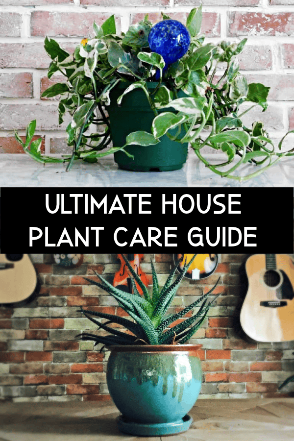 Houseplant Care