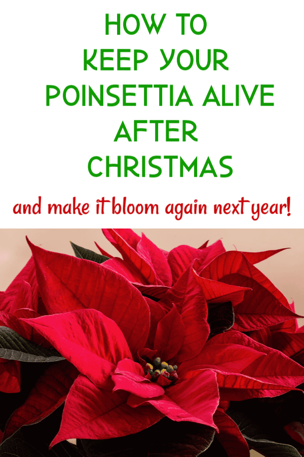 how to grow a poinsettia graphic