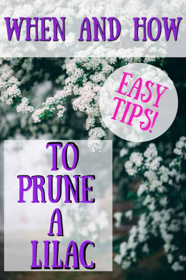 how to prune a lilac