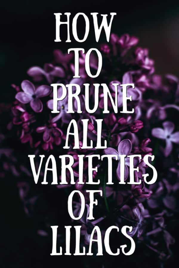 how to prune all varieties of lilacs graphic