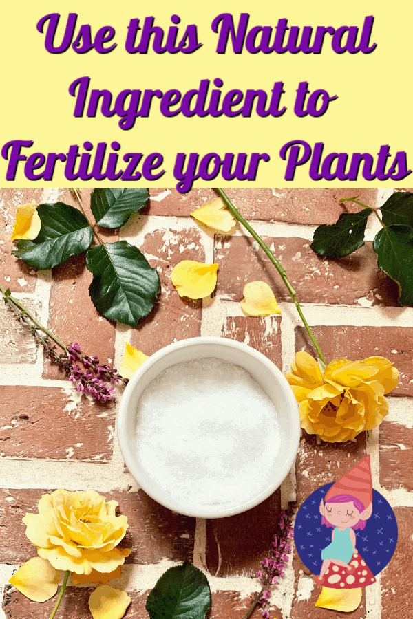 epsom salts for plants in the garden