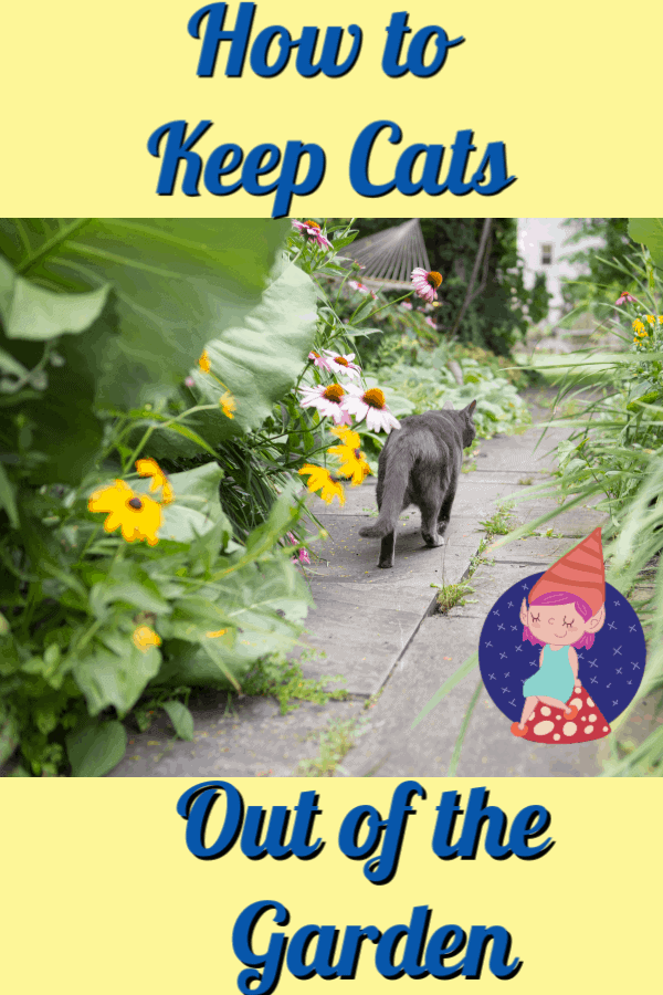cat walking along garden path