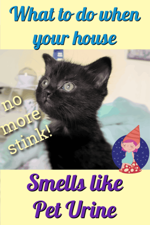pet urine smells in the house
