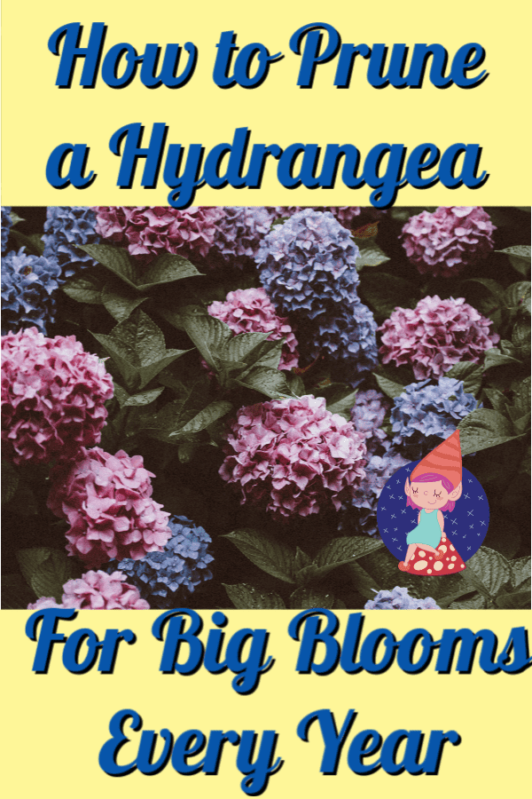 When should I prune a hydrangea?