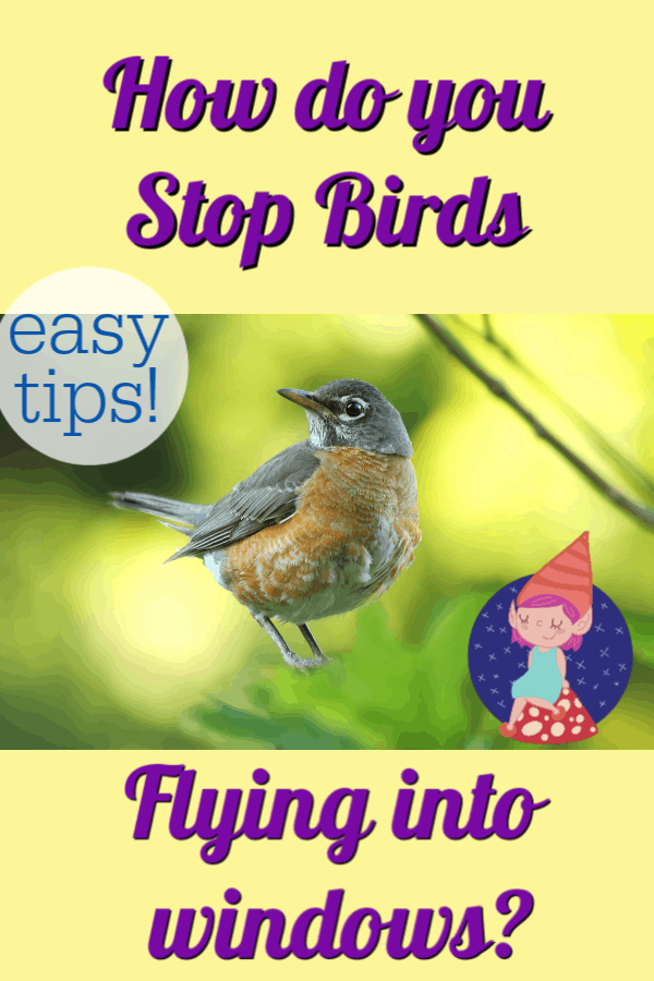 birds pecking at windows