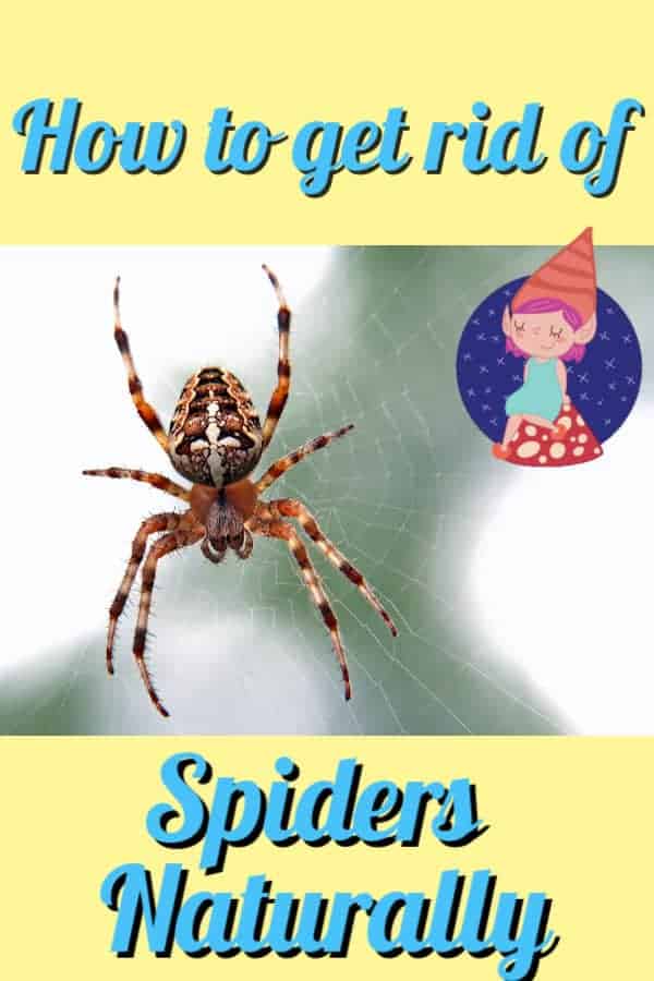 how to get rid of spiders graphic