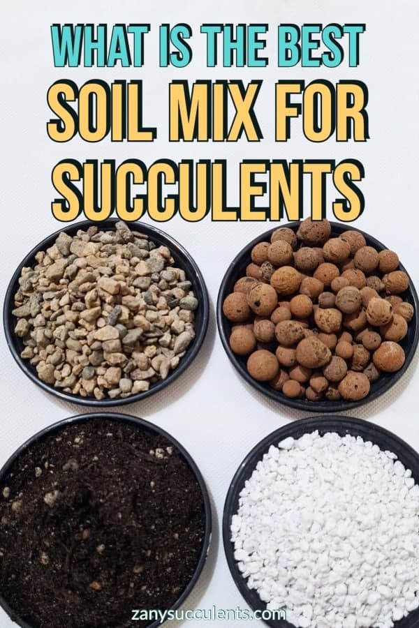 What Is The Best Soil For Succulents?