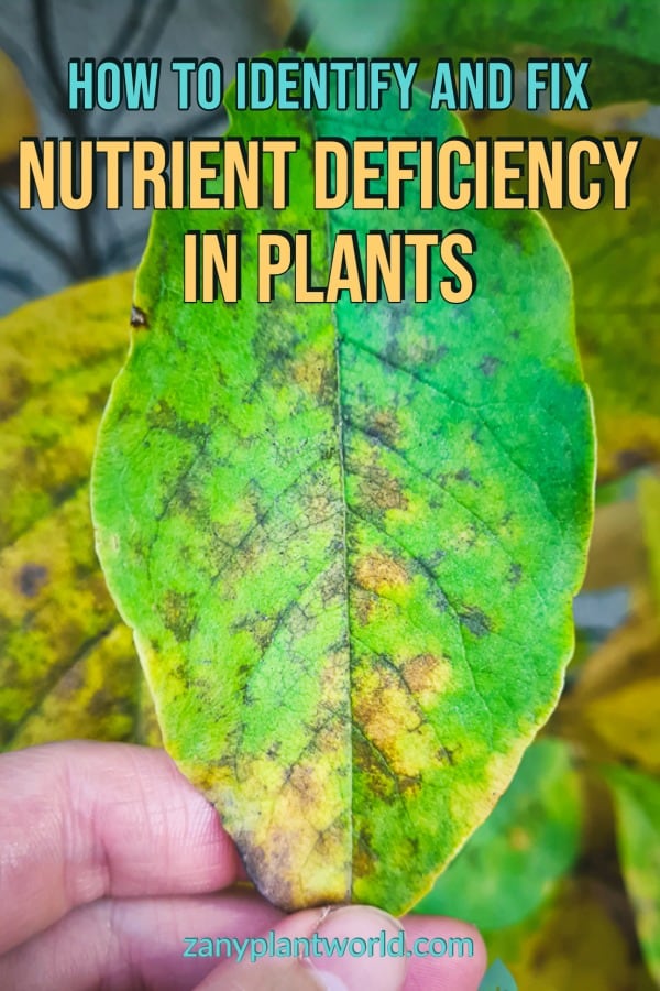 How To Identify And Fix Nutrient Deficiency In Plants